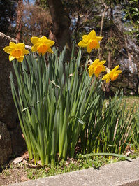 Daffodil 01.jpg